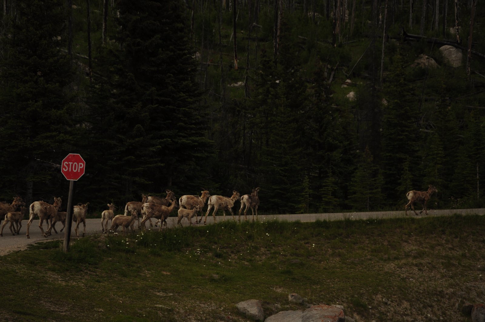 A herd of bighorn sheep crossing a road past a stop sign
